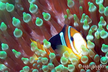 Sharm el Sheik: clown fish in red anemon. Coolpix 5000 in... by Ugo Gaggeri 